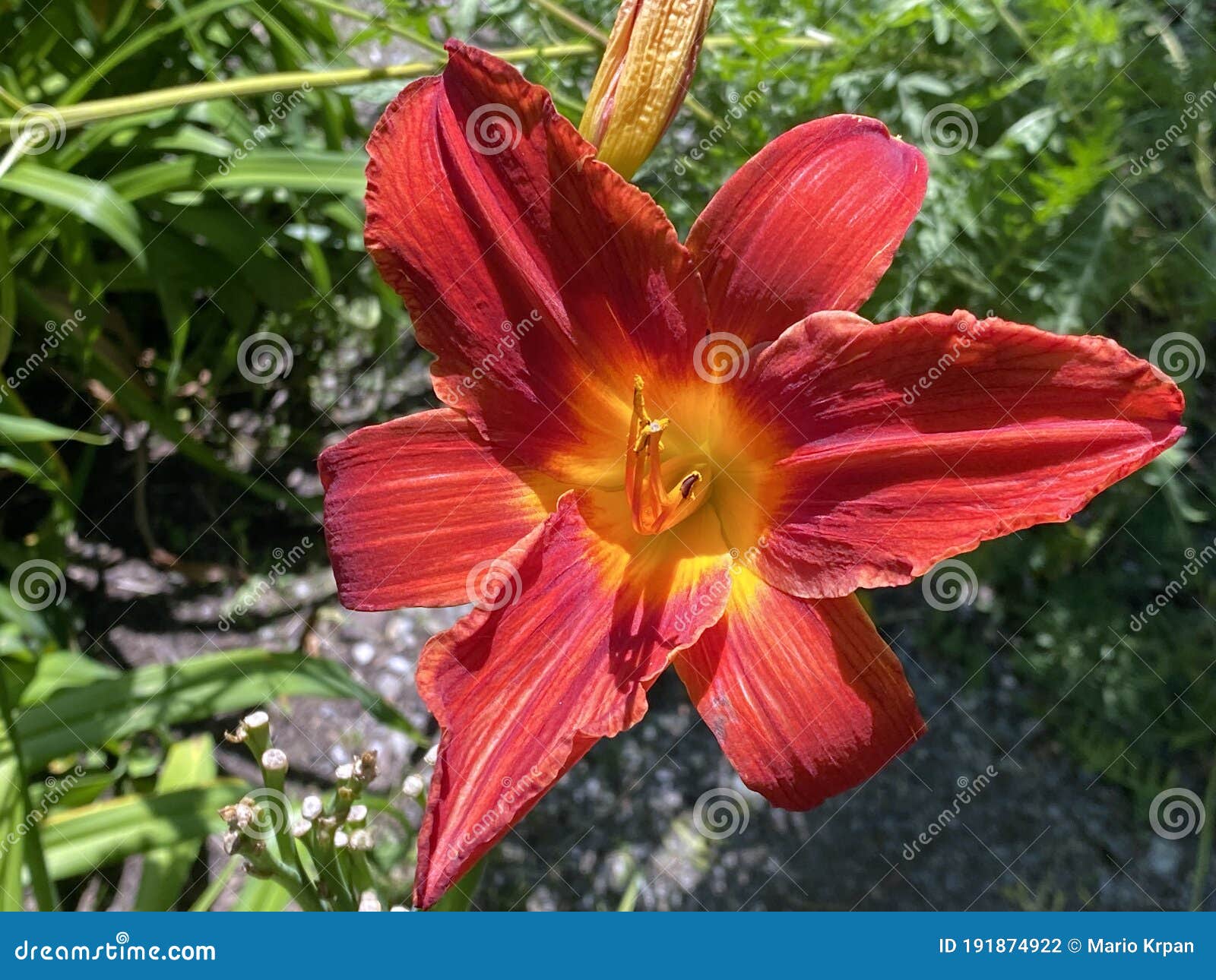 daylily hemerocallis `hexenrittÃ¢â¬Ë hemerocallis hybride `hexenrittÃ¢â¬Ë, die taglilie hemerocallis hexenritt, mainau - constance